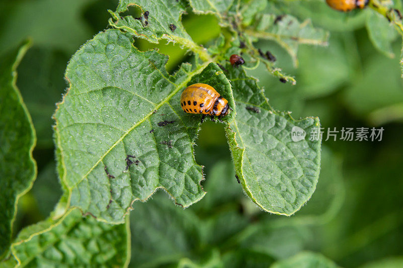 马铃薯种植被科罗拉多马铃薯甲虫的幼虫和甲虫破坏，Leptinotarsa decemlineata，也被称为科罗拉多甲虫，十条纹矛侠，十条纹马铃薯甲虫